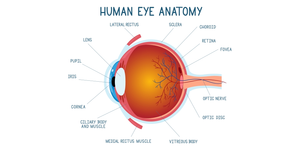 8-Best-Revision-Techniques-for-Students
